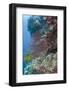 Sea Fan Gorgonian (Gorgonacea), Coral Reef, Namena Island, Fiji-Pete Oxford-Framed Photographic Print
