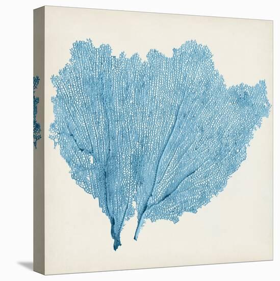 Sea Fan IV-Vision Studio-Stretched Canvas