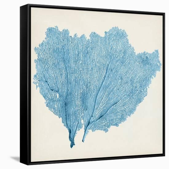 Sea Fan IV-Vision Studio-Framed Stretched Canvas