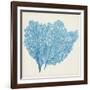 Sea Fan IV-Vision Studio-Framed Art Print