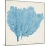 Sea Fan IV-Vision Studio-Mounted Art Print