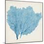 Sea Fan IV-Vision Studio-Mounted Art Print