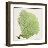 Sea Fan IX-Vision Studio-Framed Art Print