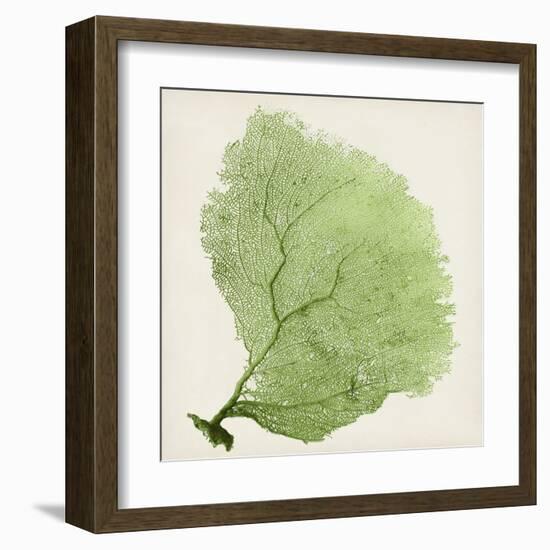 Sea Fan IX-Vision Studio-Framed Art Print