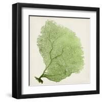 Sea Fan IX-Vision Studio-Framed Art Print