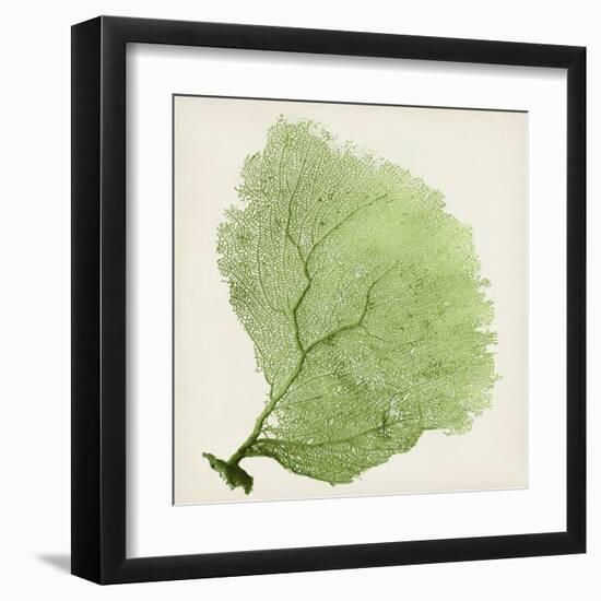 Sea Fan IX-Vision Studio-Framed Art Print