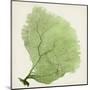 Sea Fan IX-Vision Studio-Mounted Art Print