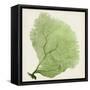 Sea Fan IX-Vision Studio-Framed Stretched Canvas