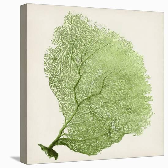 Sea Fan IX-Vision Studio-Stretched Canvas