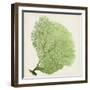 Sea Fan IX-Vision Studio-Framed Art Print