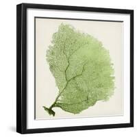 Sea Fan IX-Vision Studio-Framed Art Print