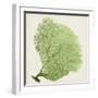 Sea Fan IX-Vision Studio-Framed Art Print