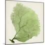 Sea Fan IX-Vision Studio-Mounted Art Print