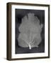 Sea Fan on Black I-Melonie Miller-Framed Art Print