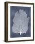 Sea Fan on Blue I-Melonie Miller-Framed Art Print