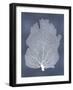 Sea Fan on Blue I-Melonie Miller-Framed Art Print