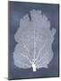 Sea Fan on Blue I-Melonie Miller-Mounted Art Print