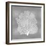 Sea Fan on Silver III-Melonie Miller-Framed Art Print