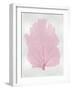 Sea Fan Pink Blush I-Melonie Miller-Framed Art Print