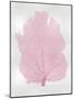 Sea Fan Pink Blush I-Melonie Miller-Mounted Art Print