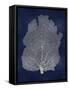 Sea Fan Silver on Blue I-Melonie Miller-Framed Stretched Canvas