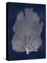 Sea Fan Silver on Blue I-Melonie Miller-Stretched Canvas