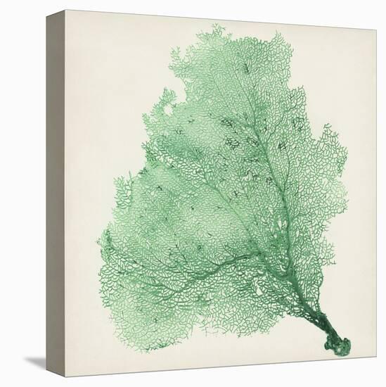 Sea Fan VII-Vision Studio-Stretched Canvas