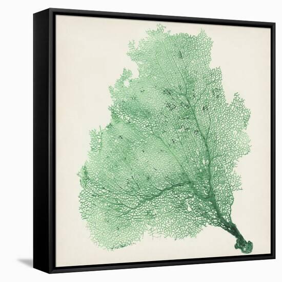 Sea Fan VII-Vision Studio-Framed Stretched Canvas