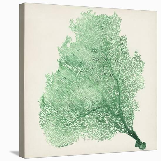 Sea Fan VII-Vision Studio-Stretched Canvas