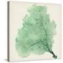 Sea Fan VII-Vision Studio-Stretched Canvas