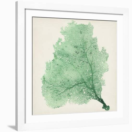 Sea Fan VII-Vision Studio-Framed Art Print