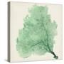 Sea Fan VII-Vision Studio-Stretched Canvas