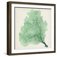 Sea Fan VII-Vision Studio-Framed Art Print