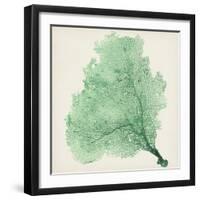 Sea Fan VII-Vision Studio-Framed Art Print