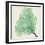 Sea Fan VII-Vision Studio-Framed Art Print