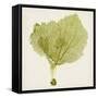 Sea Fan VIII-Vision Studio-Framed Stretched Canvas