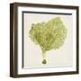 Sea Fan VIII-Vision Studio-Framed Art Print