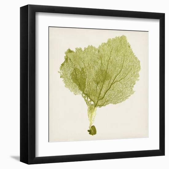 Sea Fan VIII-Vision Studio-Framed Art Print