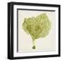 Sea Fan VIII-Vision Studio-Framed Art Print