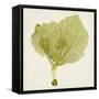 Sea Fan VIII-Vision Studio-Framed Stretched Canvas