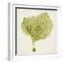 Sea Fan VIII-Vision Studio-Framed Art Print