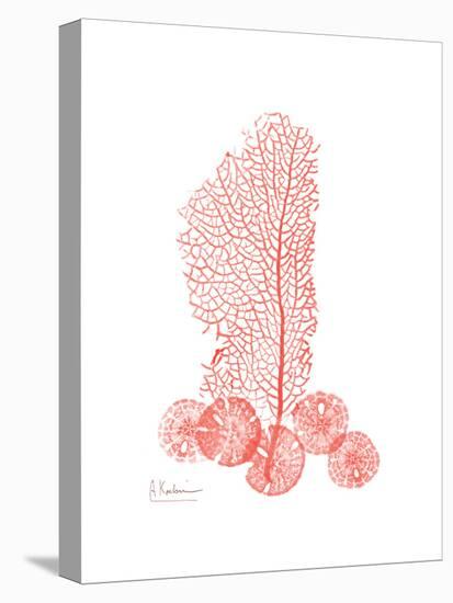 Sea Fan-Albert Koetsier-Stretched Canvas