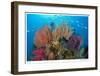 Sea Fans and Schooling Fusiliers-Jones-Shimlock-Framed Giclee Print