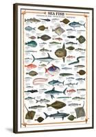 Sea Fish-null-Framed Premium Giclee Print