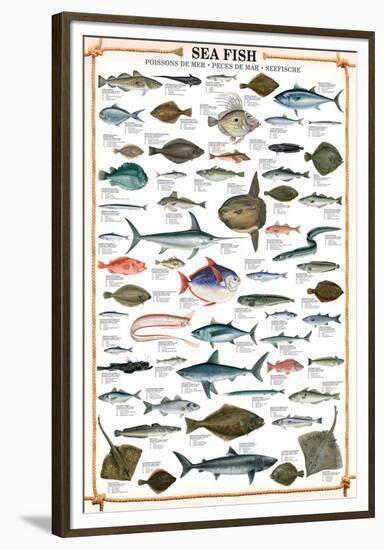 Sea Fish-null-Framed Premium Giclee Print