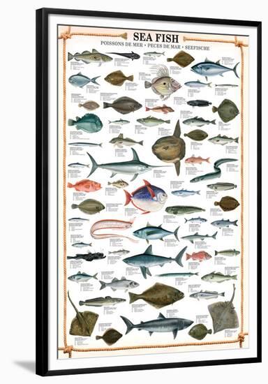 Sea Fish-null-Framed Premium Giclee Print