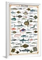 Sea Fish-null-Framed Premium Giclee Print