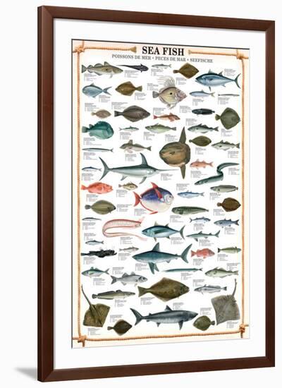 Sea Fish-null-Framed Premium Giclee Print