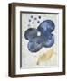 Sea Flower III-Chariklia Zarris-Framed Art Print