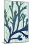 Sea Forest II-Grace Popp-Mounted Art Print